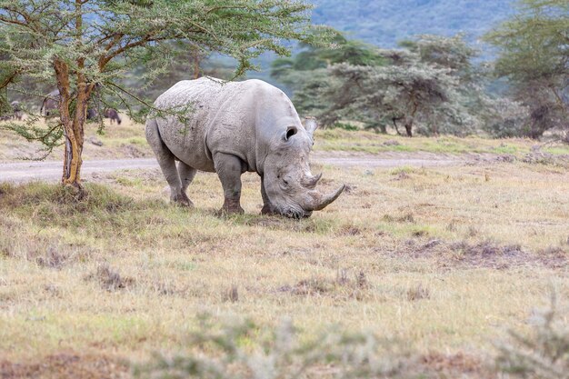 Safári. rinoceronte branco na savana
