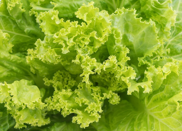 Foto grátis salada fresca