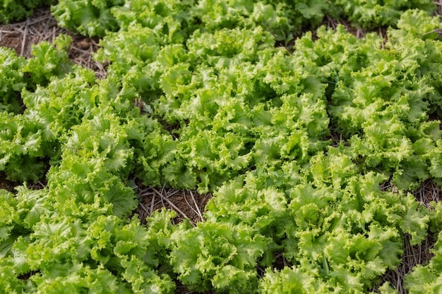 Salada verde que está pronta para ser colhida no jardim.