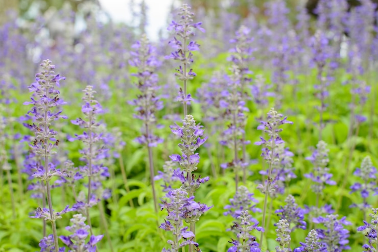 Foto grátis salvia azul, flor salvia no jardim.