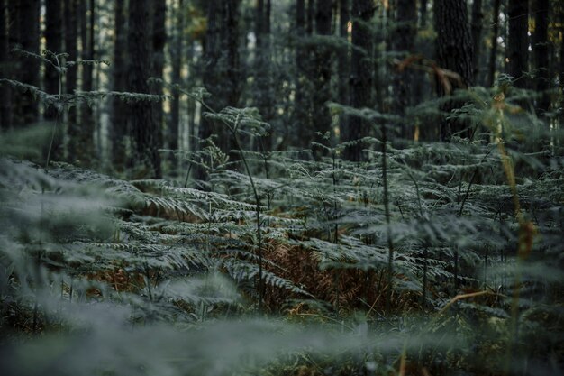 Samambaia verde exuberante, crescendo na floresta