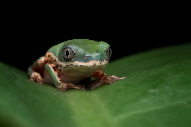 Sapo de árvore com pernas de tigre bebê fechado em folhas verdes