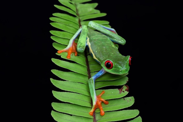 Foto grátis sapo de árvore redeyed closeup em folhas verdes sapo de árvore redeyed agalychnis callidryas closeup em folhas