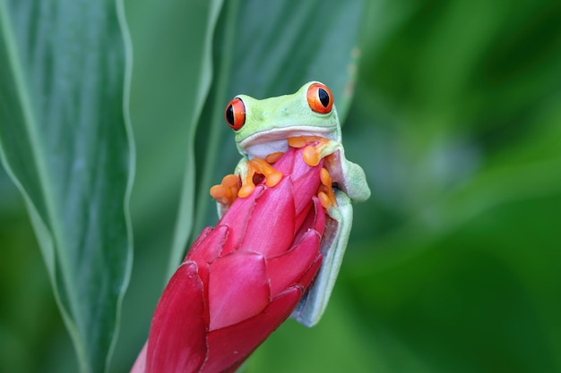 Sapo de árvore redeyed sentado na flor vermelha