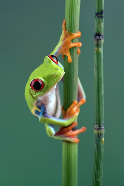 Foto grátis sapo de árvore redeyed sentado no galho