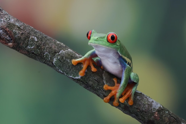 Foto grátis sapo de árvore redeyed sentado no galho