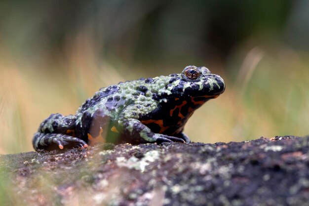 Sapo de barriga de fogo na madeira