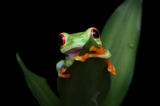 Sapo-de-olhos-vermelhos sentado sobre folhas verdes