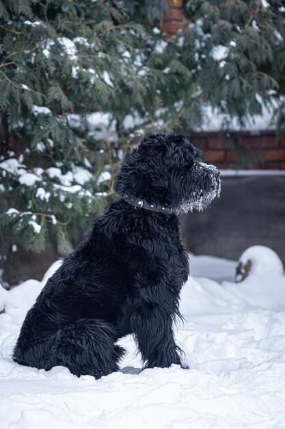 Schnauzer gigante cachorro preto lindo em uma caminhada no inverno com neve