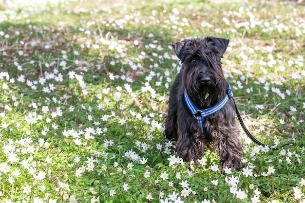 Schnauzer miniatura bonito preto em um parque