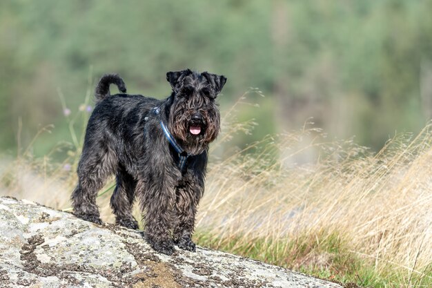 Schnauzer miniatura preto e bonito em um parque
