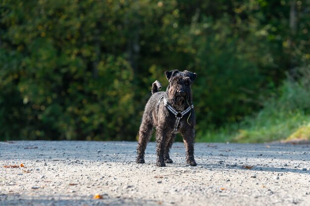 Schnauzer preto em um parque