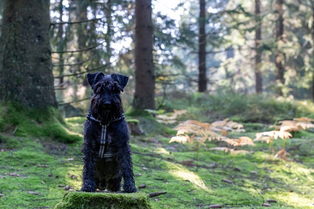Schnauzer preto em um parque