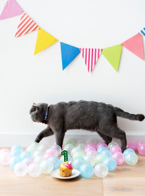 Foto grátis scottish fold gato comemorando seu primeiro aniversário