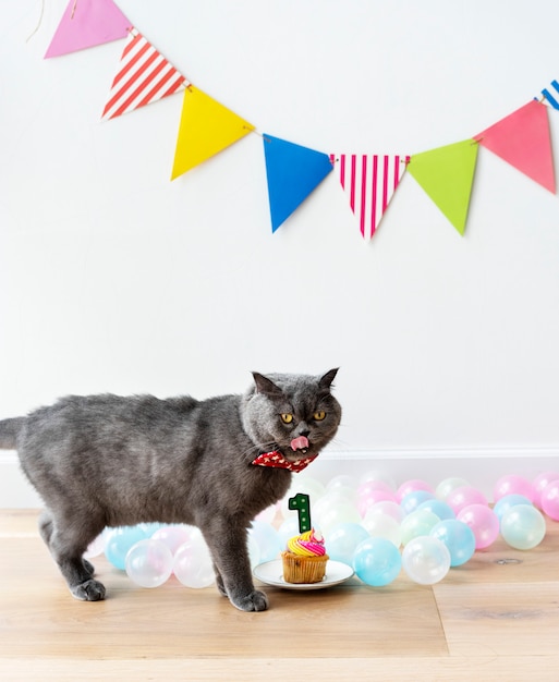 Scottish Fold gato comemorando seu primeiro aniversário