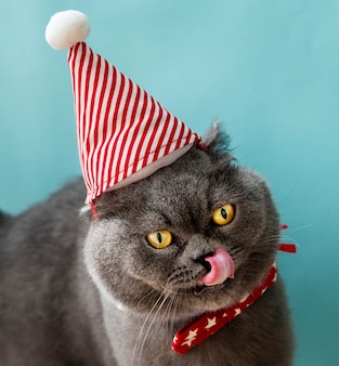 Scottish fold gato vestindo um laço vermelho, celebrando o natal