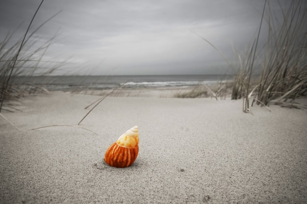Seashell solitário na praia