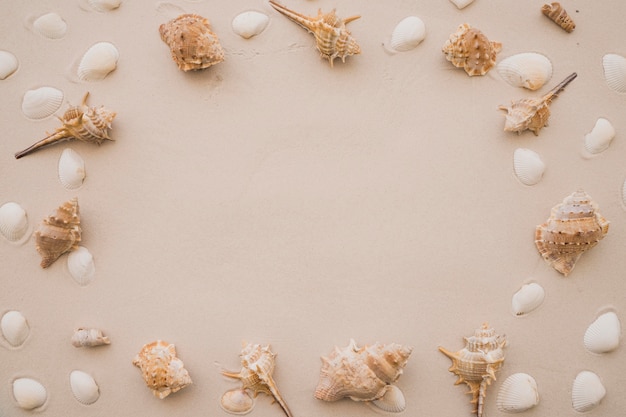 Foto grátis seashells na praia