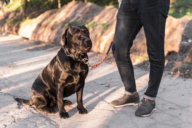 Seção baixa, de, um, homem, com, seu, cachorro animal estimação