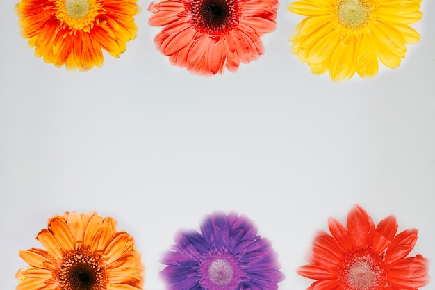 Foto grátis seis flores e copyspace