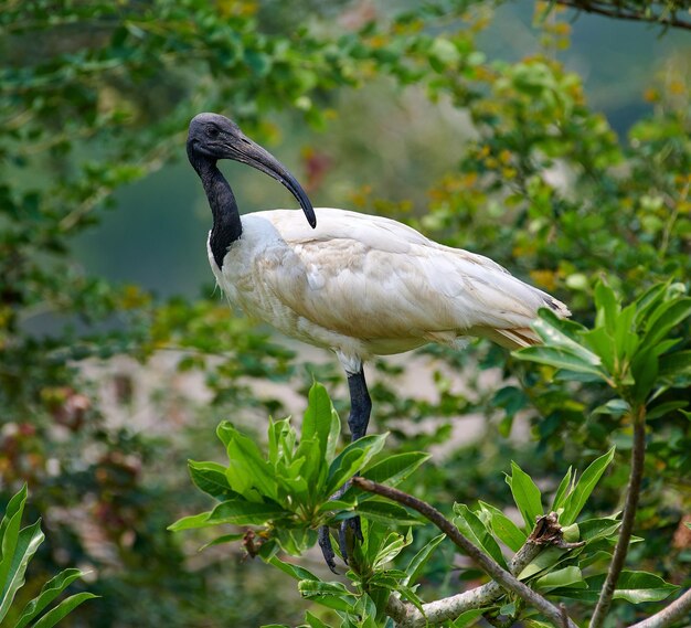 Seletivo de ibis de bico preto em vegetação