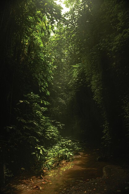 selva bali indonésia