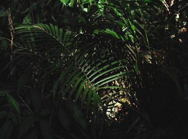 Selva da floresta verde com folhas de palmeira