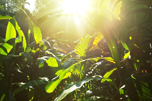 Foto grátis selva