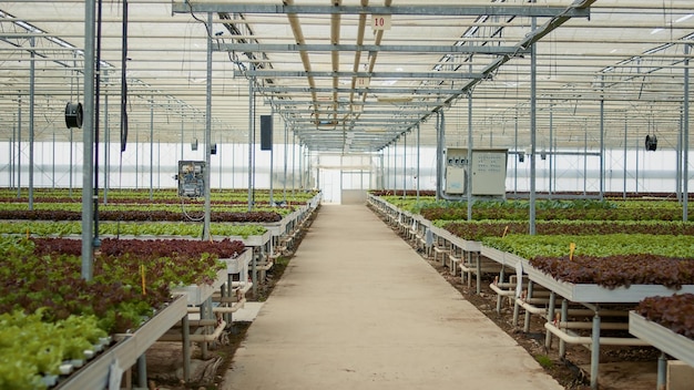 Sem pessoas em casa de vegetação com sistema de irrigação e painéis de controle cultivando alface orgânica em ambiente hidropônico. Estufa vazia com alimentos biológicos sendo cultivados organicamente sem pesticidas