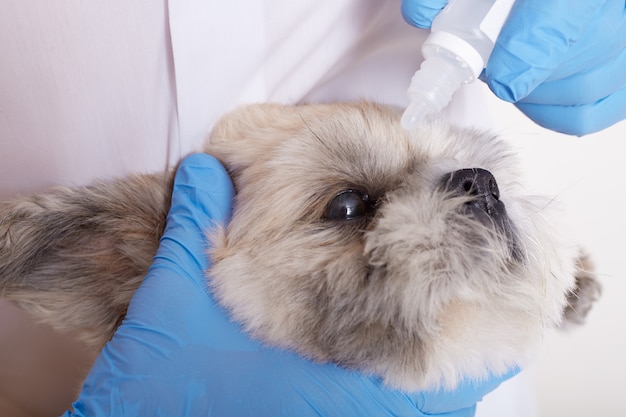 Sem rosto veterinário pingando colírio para cachorro pequinês