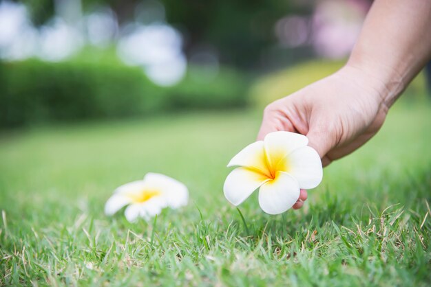 Senhora mão escolher plumeria flor do chão de grama verde - as pessoas com o conceito de beleza natural