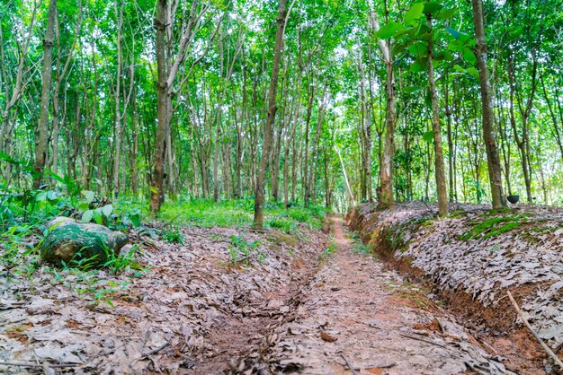 seringueira do Pará.