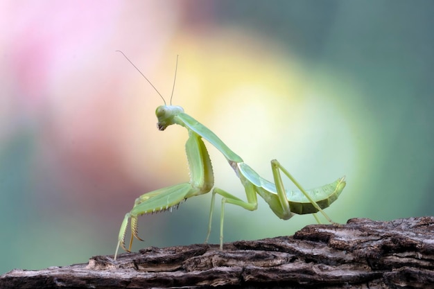 Shield mantis closeup em madeira shield mantis closeup