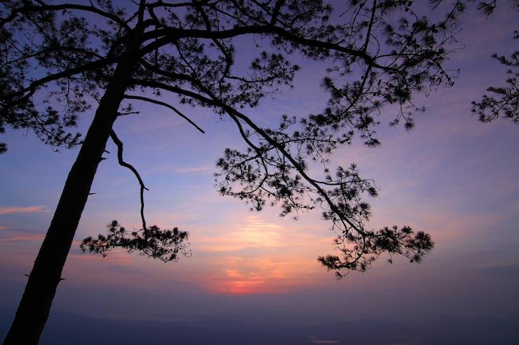 Foto grátis silhueta da árvore no por do sol