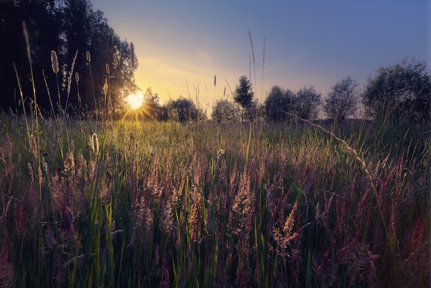 Silhueta de árvores em um campo gramado com um sol brilhante ao fundo