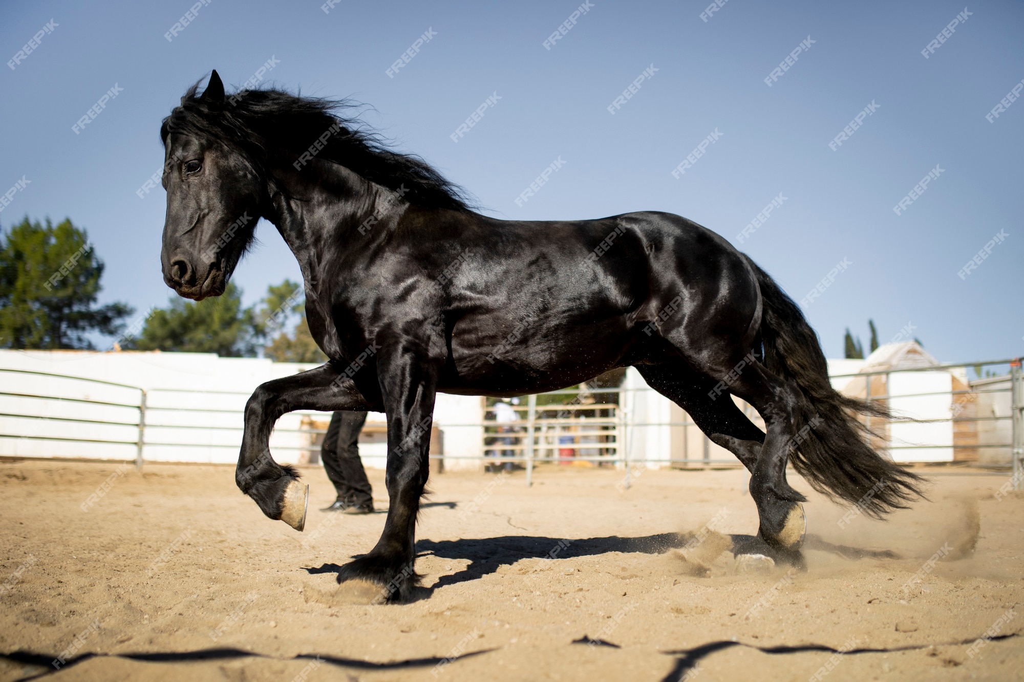 Foto de Cavalo Pulando Competição e mais fotos de stock de Animal