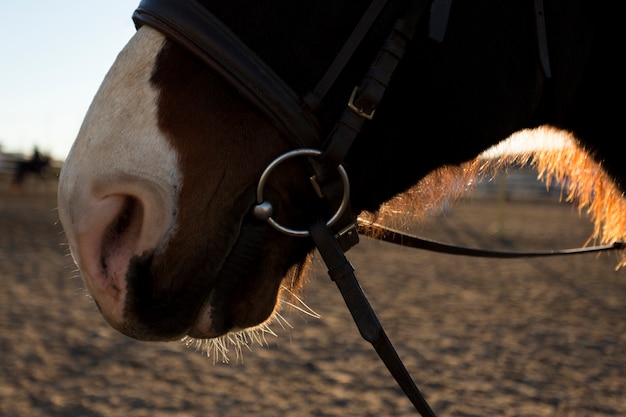 Silhueta de cavalo elegante contra o céu do amanhecer