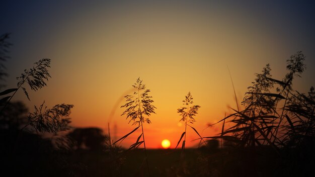 Silhueta de grama durante o pôr do sol