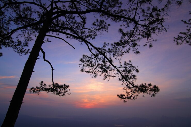 Foto grátis silhueta de uma árvore ao pôr-do-sol