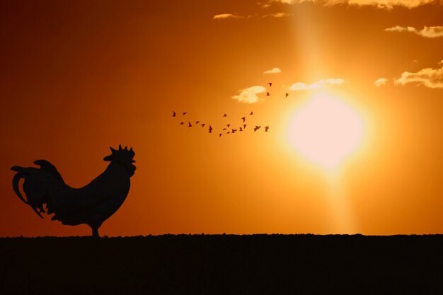 Imagem de um galo cacarejando ao lado de um sol nascente. Ao fundo uma passarada