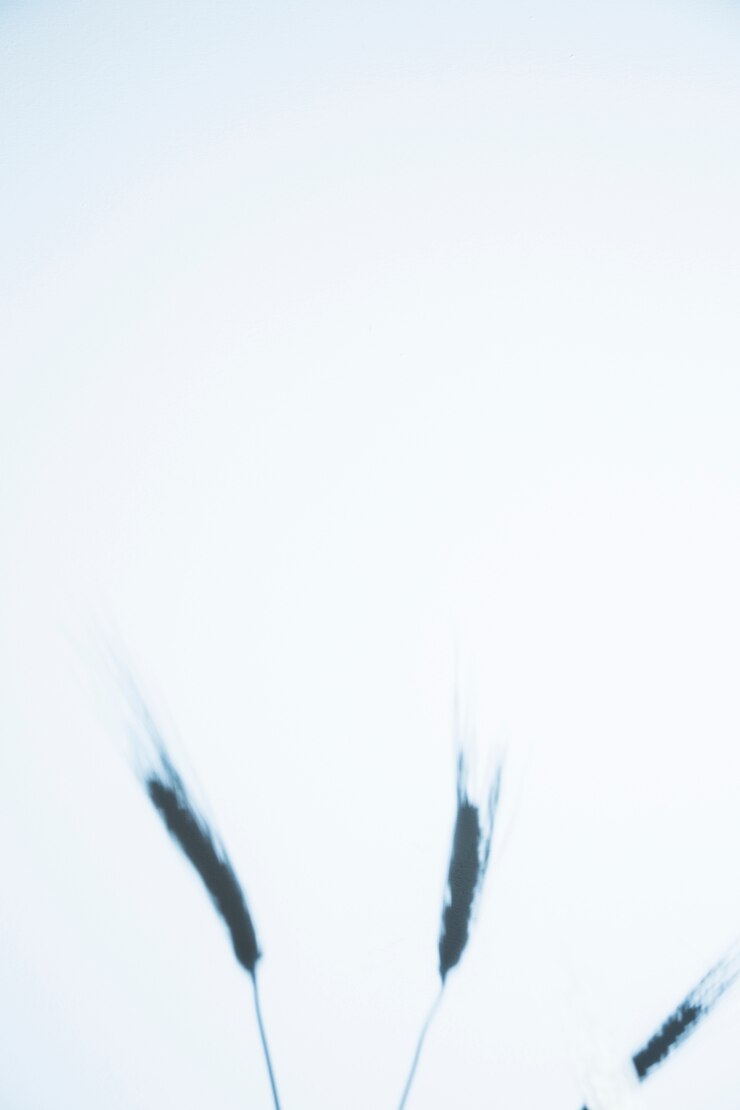 Foto grátis silueta, de, trigo, colheitas, isolado, branco, fundo