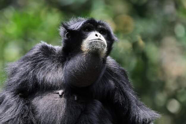 Singe gibão siamang primatas closeup animal closeup