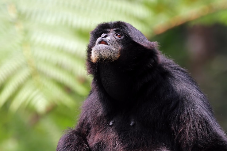 Foto grátis singe gibbon siamang chamando na natureza