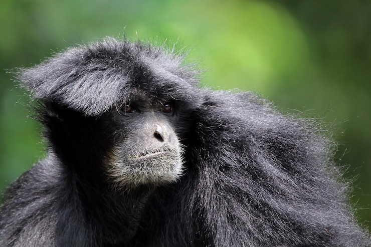 Foto grátis singe gibbon siamang primatas em closeup animal em closeup