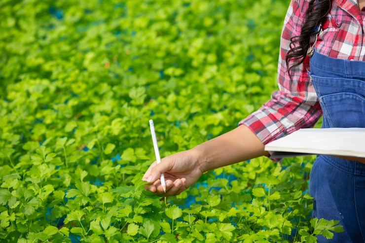 Foto grátis sistema de hidroponia, plantio de vegetais e ervas sem usar o solo para a saúde