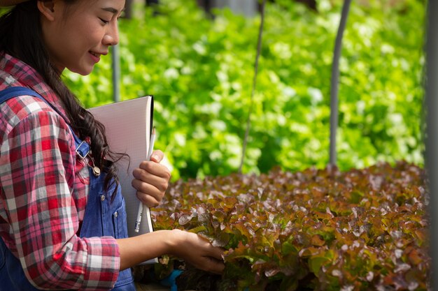 Sistema de hidroponia, plantio de vegetais e ervas sem usar o solo para a saúde