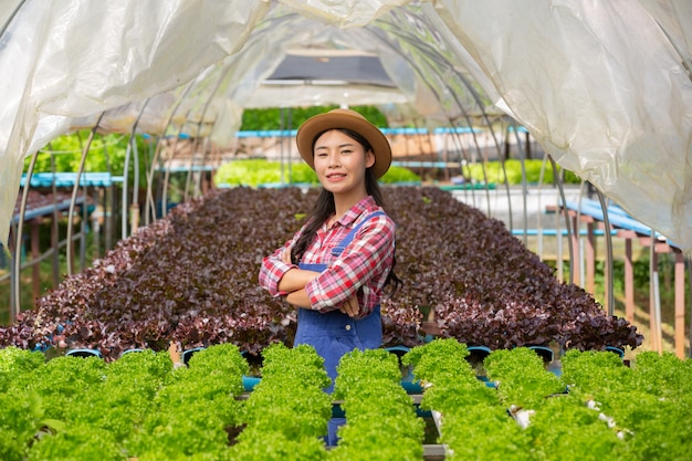 Sistema de hidroponia, plantio de vegetais e ervas sem usar o solo para a saúde