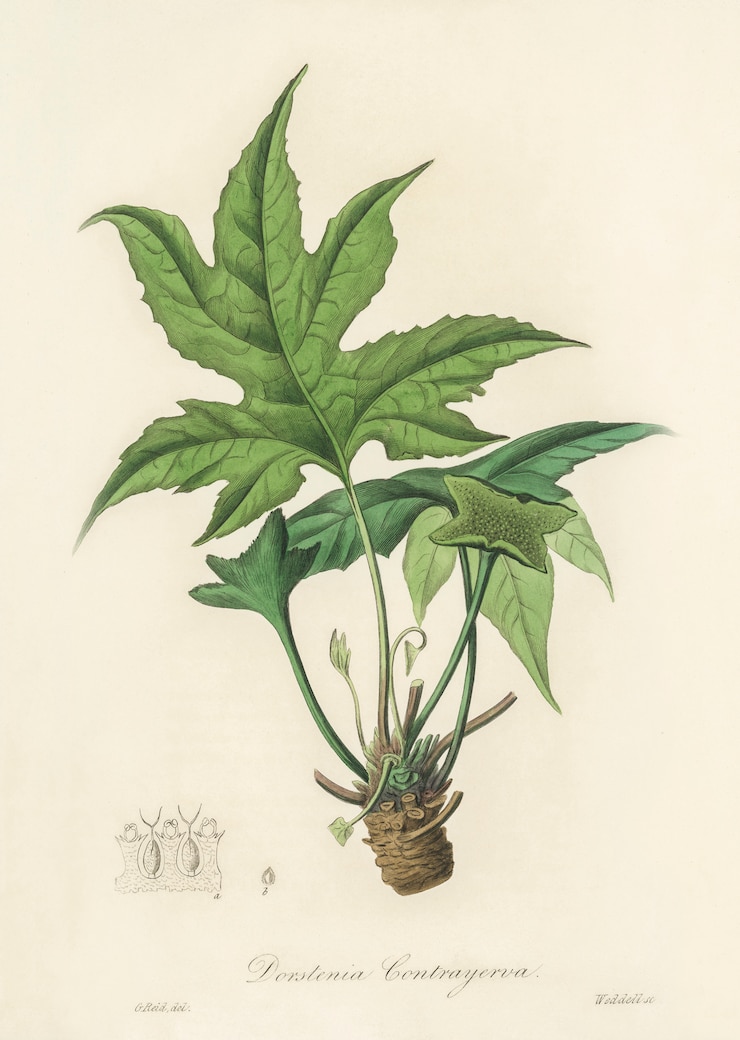 Foto grátis snakewort (dorsternia contrajerva) ilustração de medical botany (1836)