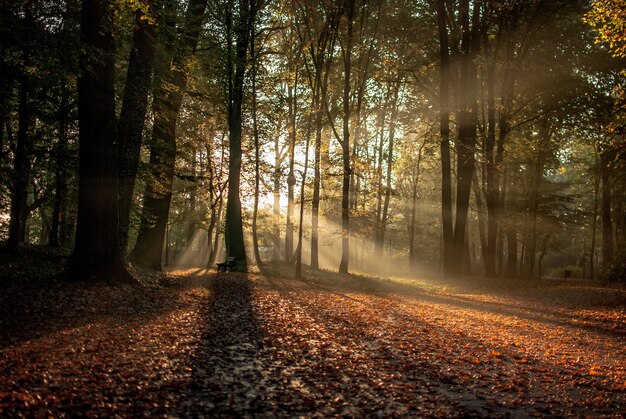 sol brilhando através das árvores na floresta