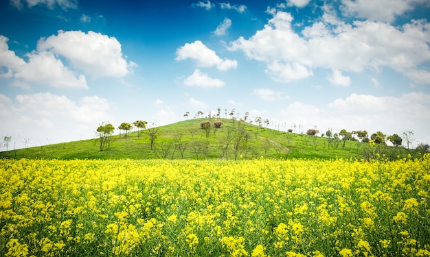 Foto grátis sol brilhante sobre o campo de colza.